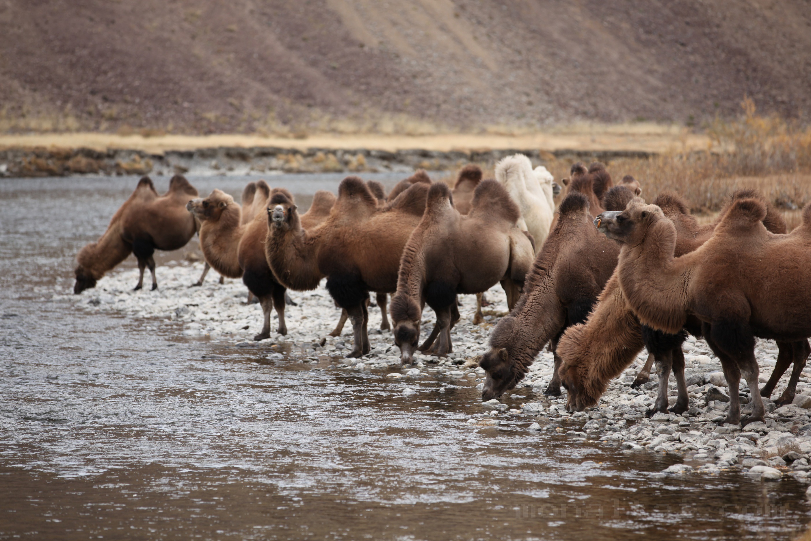 WESTERN MONGOLIA PHOTOGRAPHY TOUR photo 18