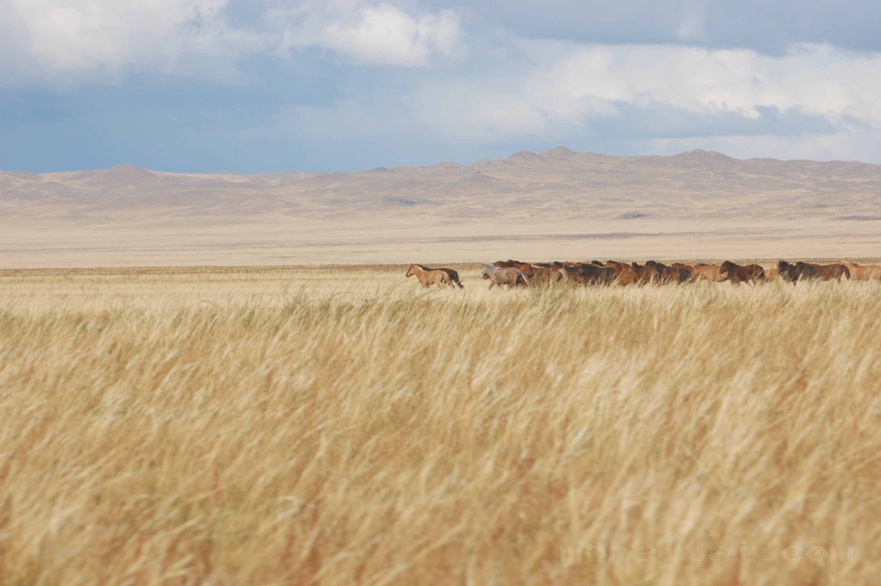 WESTERN MONGOLIA PHOTOGRAPHY TOUR photo 23